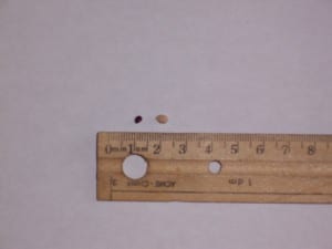 The smaller, darker seed is from Staghorn Sumac trees, and the slightly larger, lighter seed is from Pin Cherry trees.